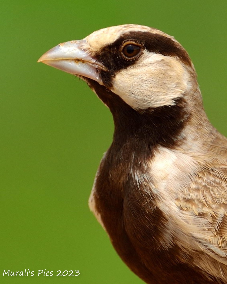 Ashy-crowned Sparrow-Lark - ML616584564