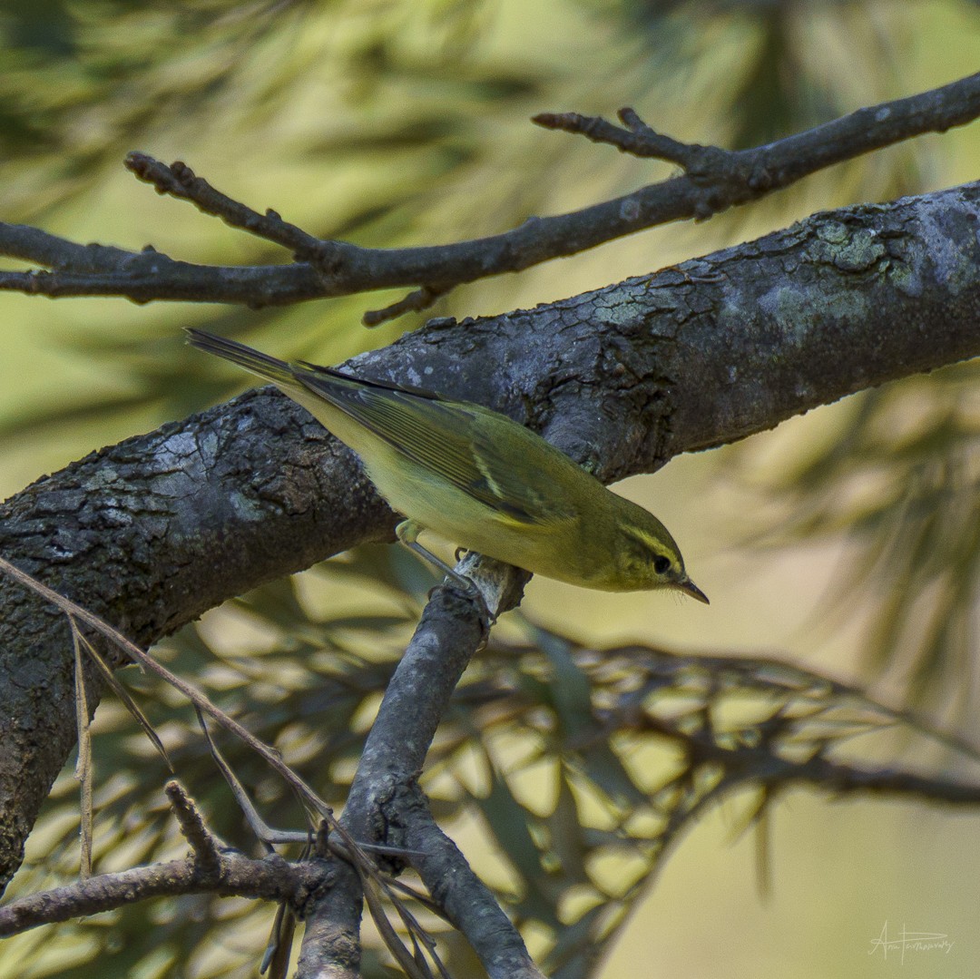 Mosquitero del Cáucaso - ML616584643