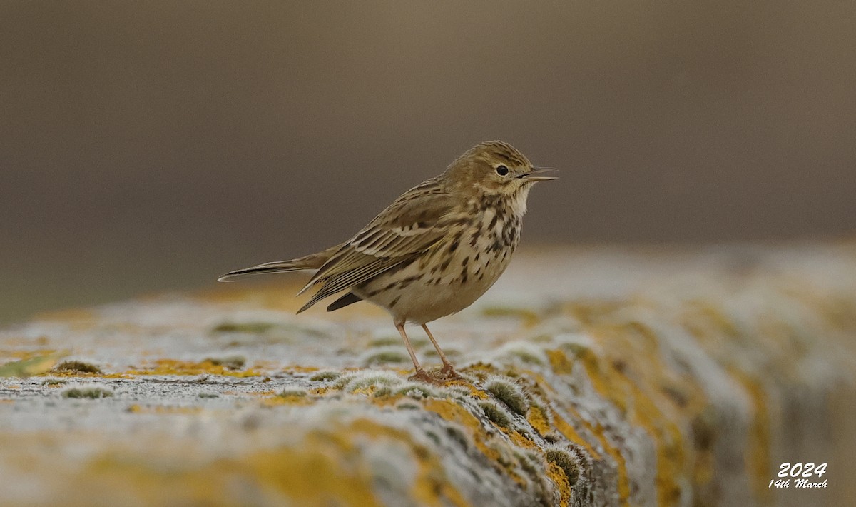 Meadow Pipit - Pete Merchant