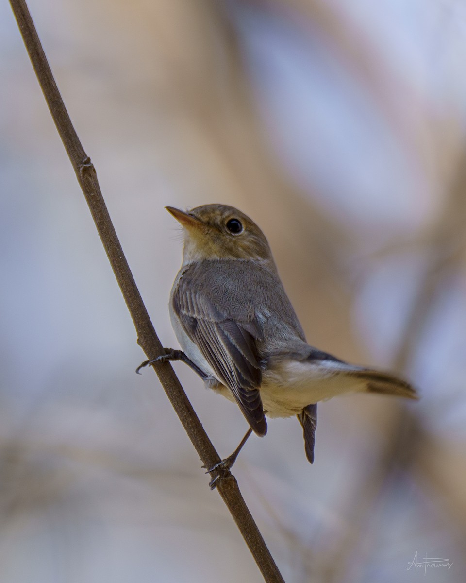 Red-breasted Flycatcher - ML616584671