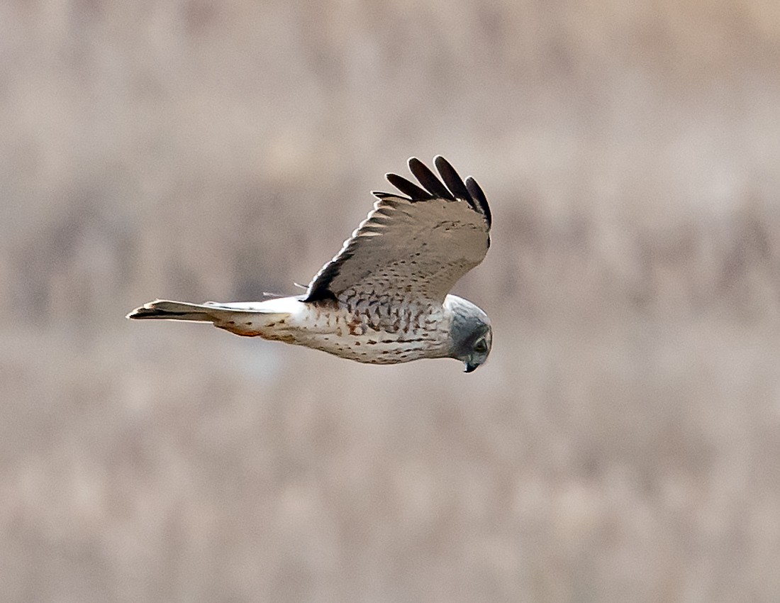 Northern Harrier - ML616584675