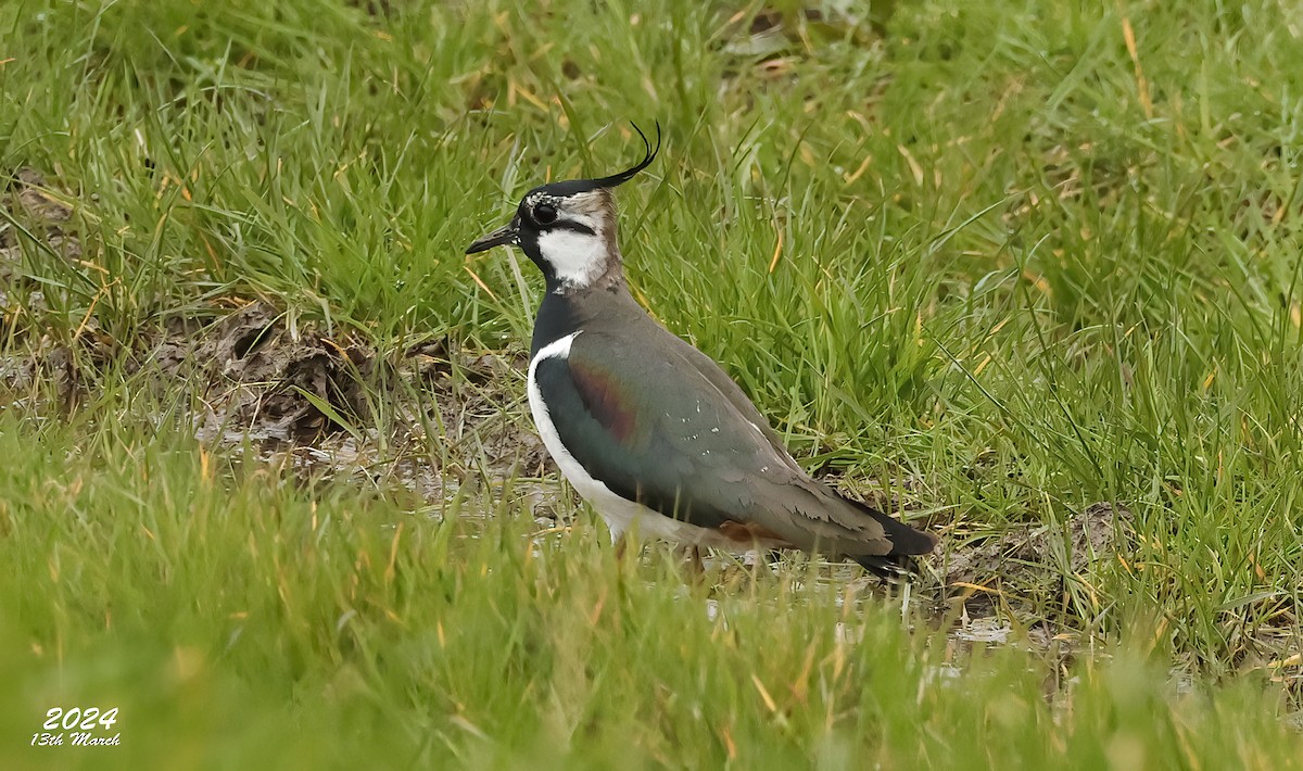 Northern Lapwing - Pete Merchant