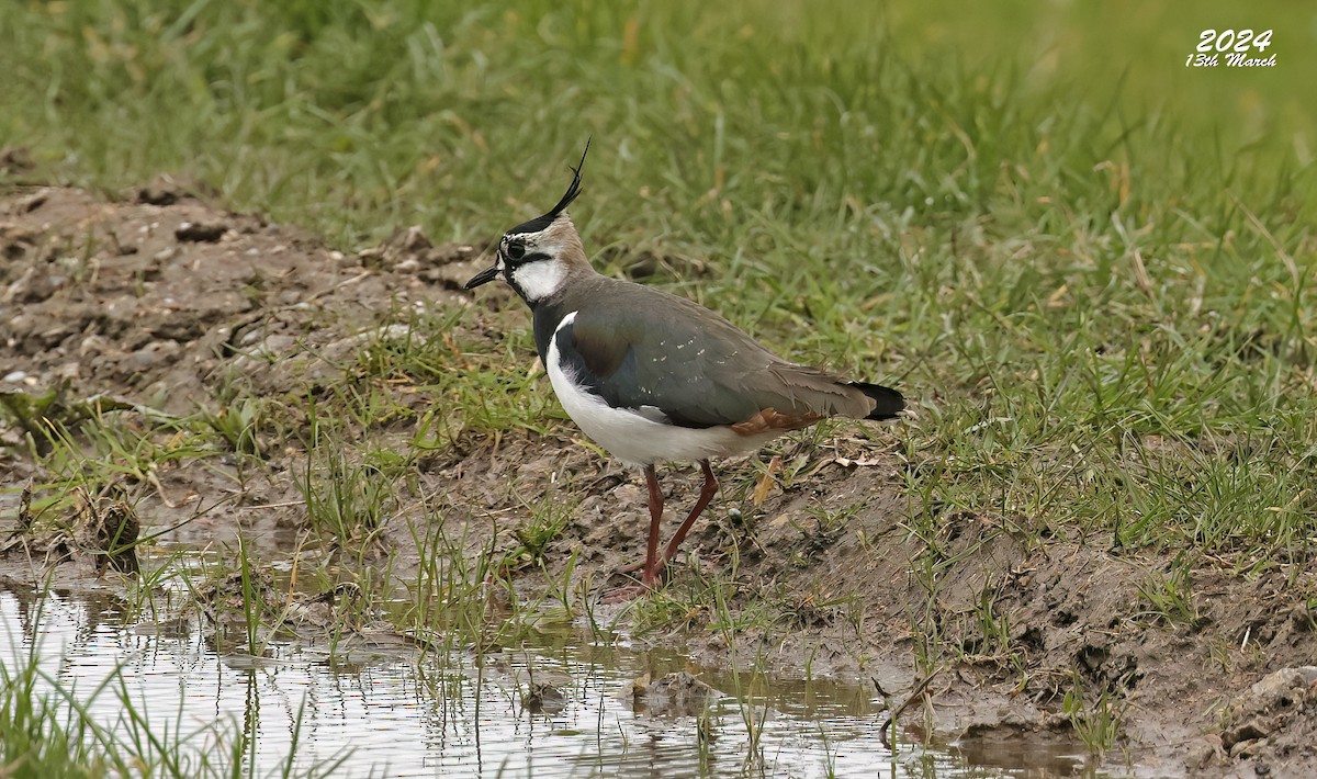 Northern Lapwing - ML616584694