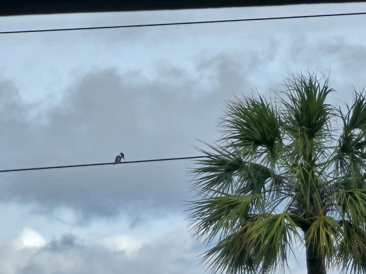 Belted Kingfisher - ML616584711