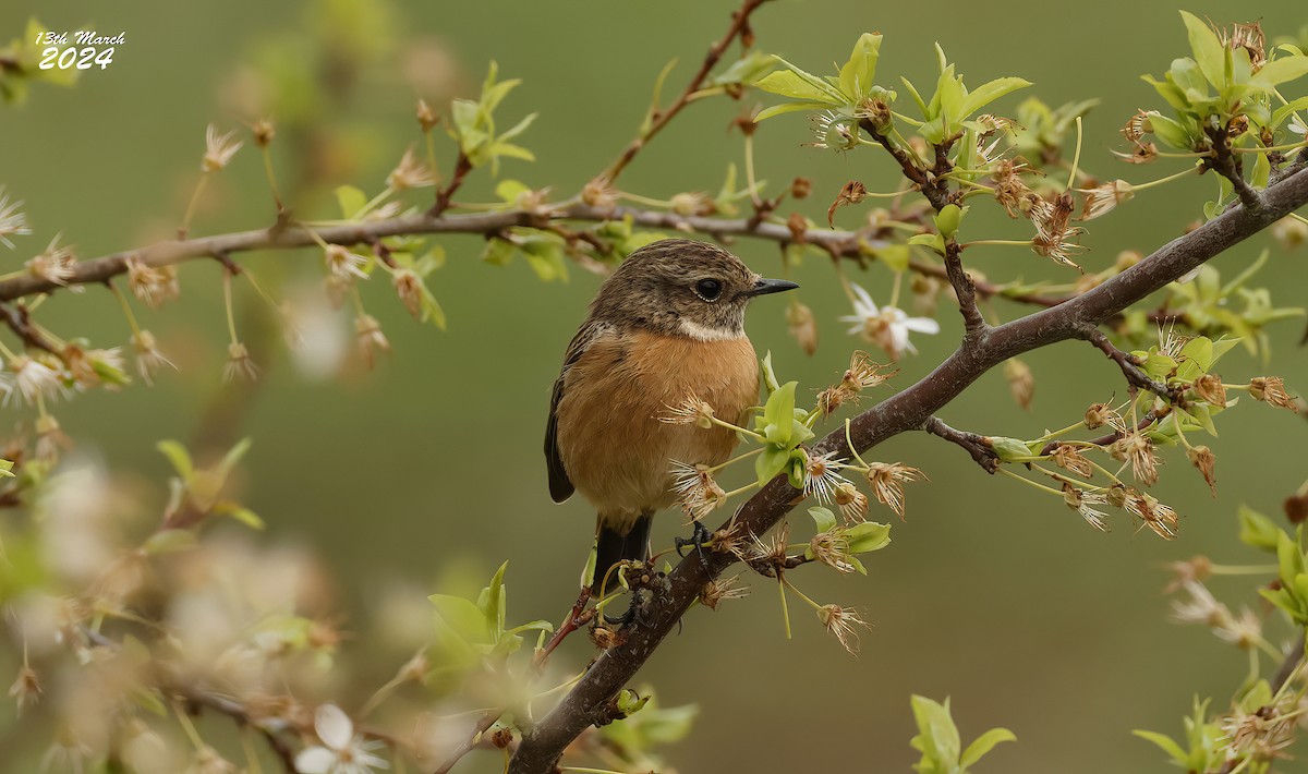 European Stonechat - Pete Merchant