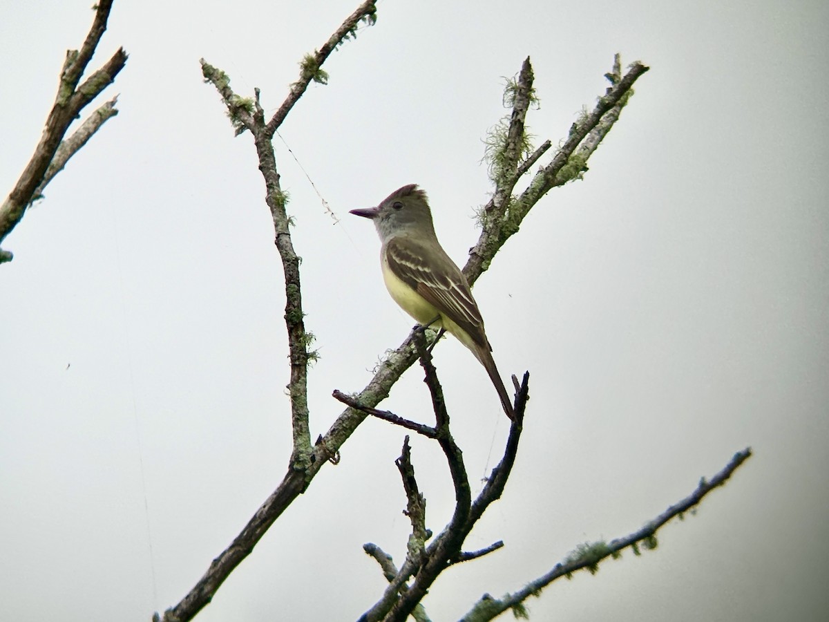 Great Crested Flycatcher - ML616584723