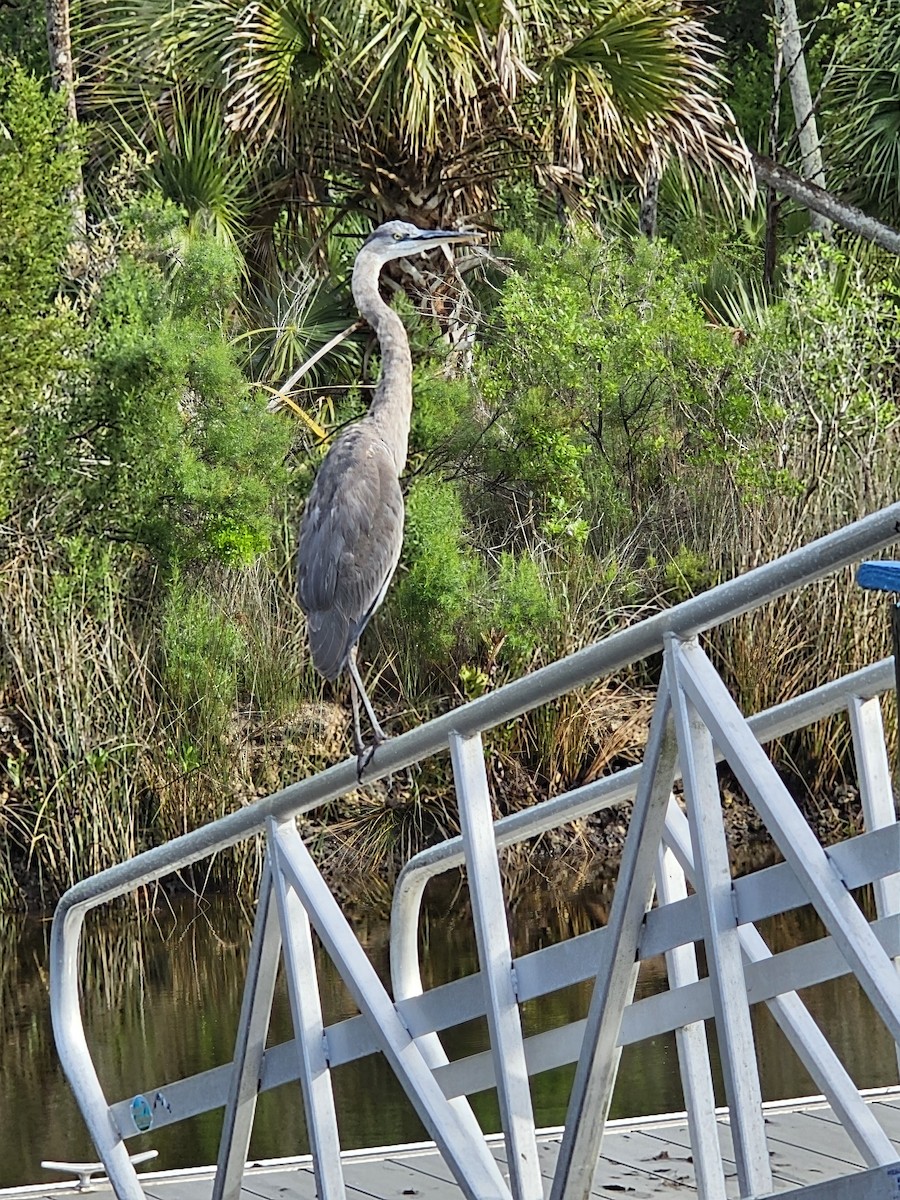 Great Blue Heron - ML616584725