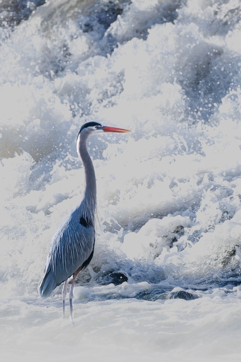 Great Blue Heron - ML616584736