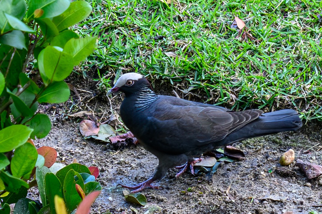 White-crowned Pigeon - ML616584753