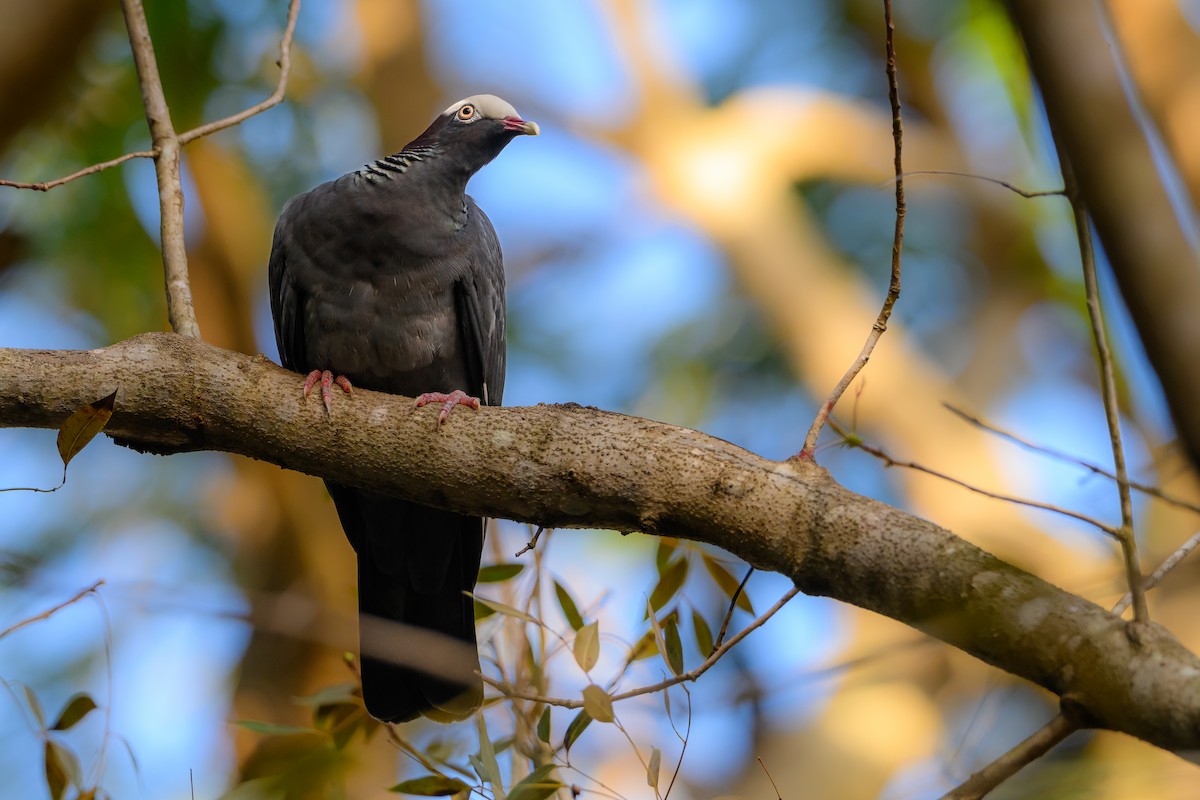White-crowned Pigeon - ML616584754