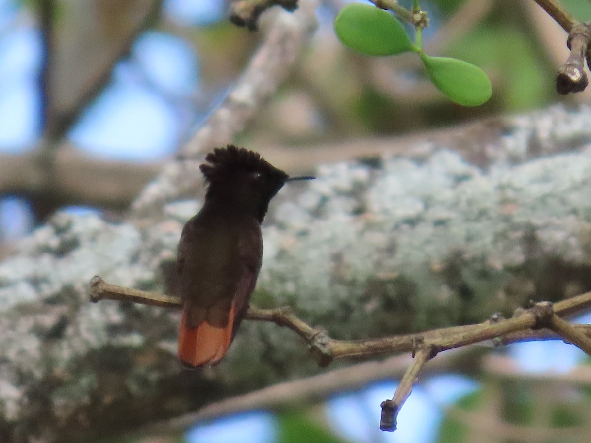 kolibřík červenohlavý - ML616584758