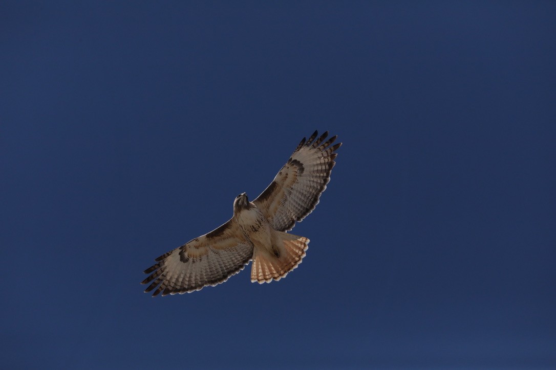 Red-tailed Hawk - ML616584769