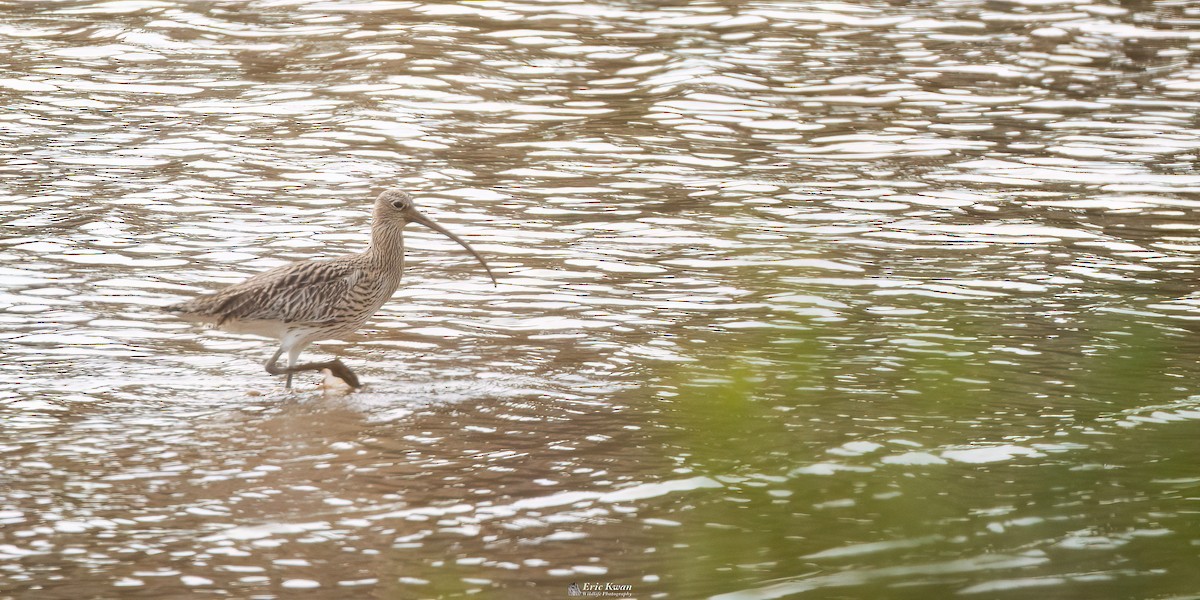 Eurasian Curlew - ML616584770