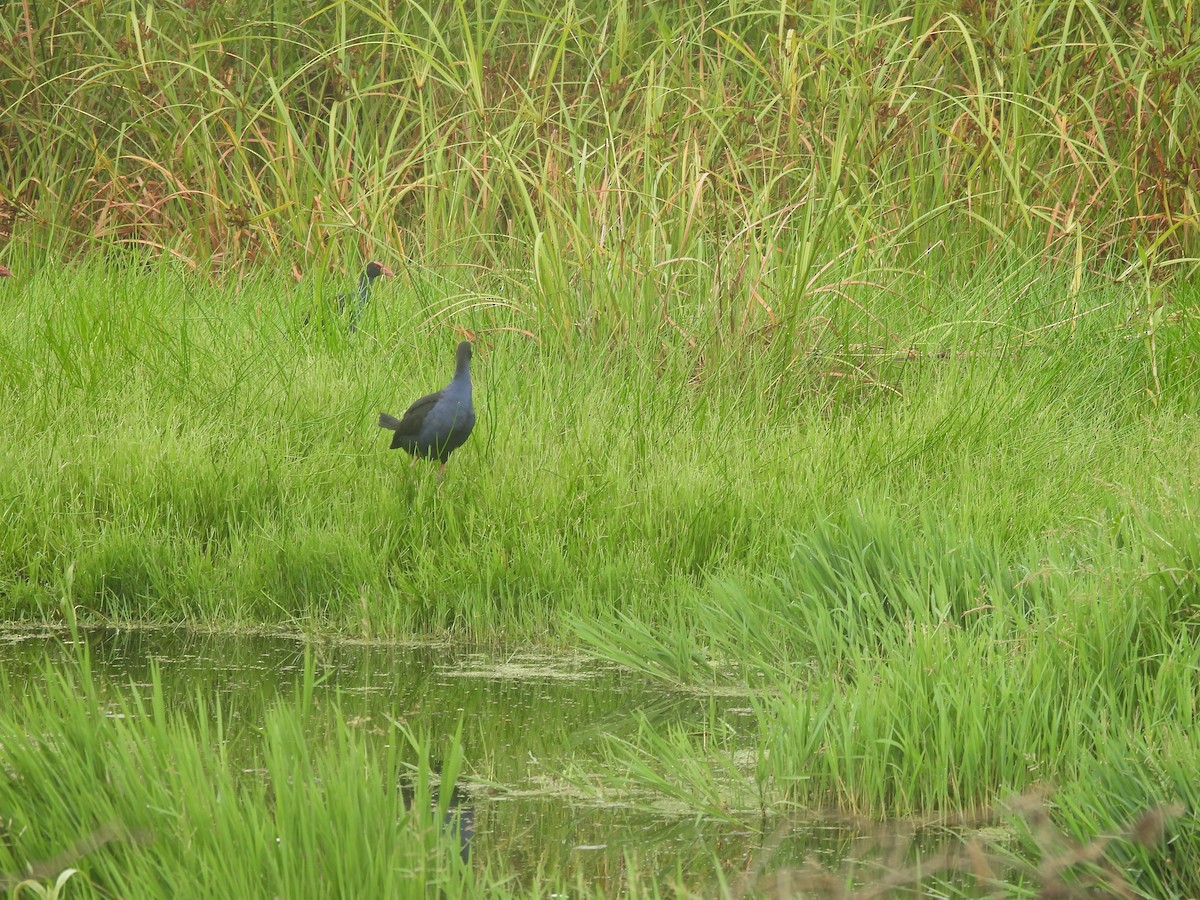 Australasian Swamphen - ML616584826