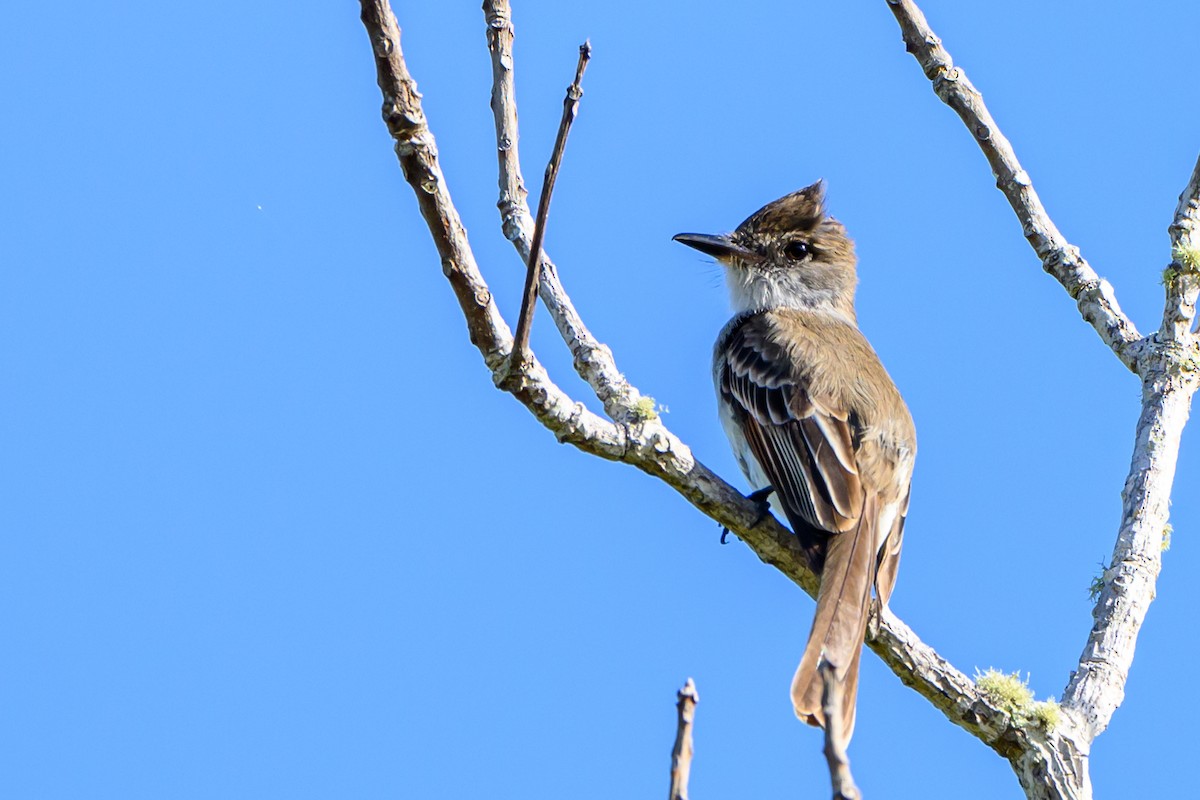 La Sagra's Flycatcher - ML616584839