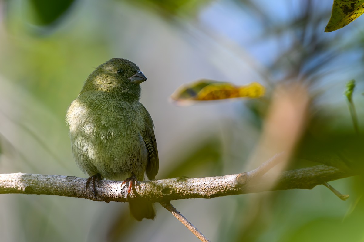 Black-faced Grassquit - ML616584845