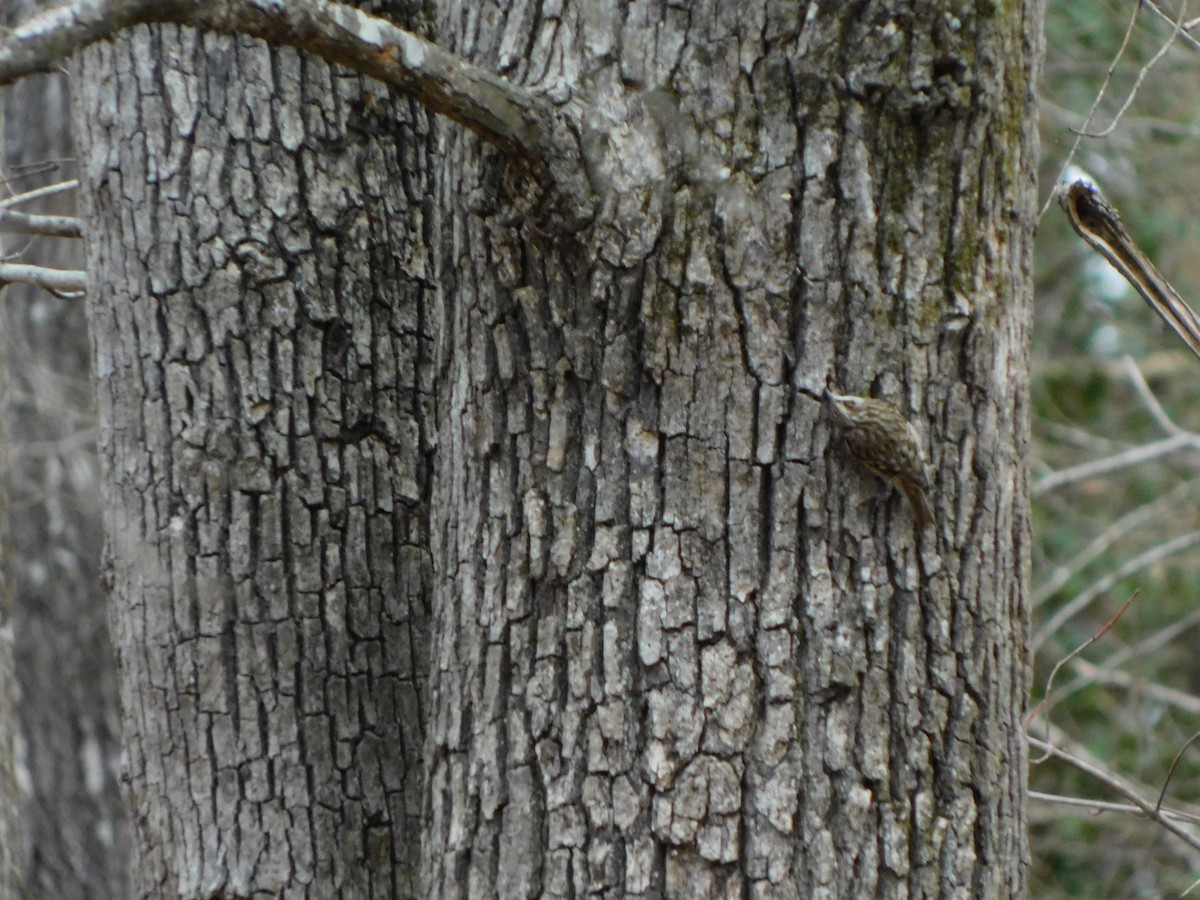 Brown Creeper - ML616584879