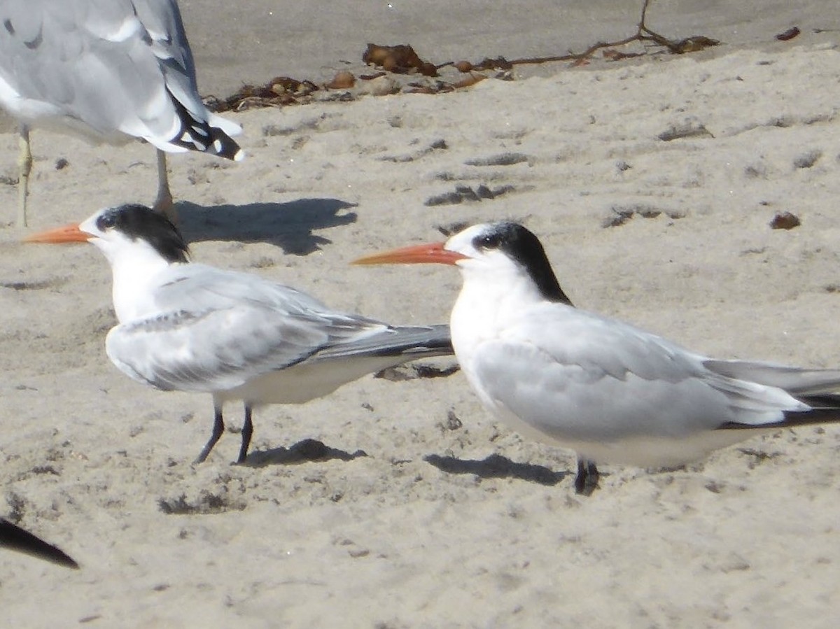 Elegant Tern - ML616584881