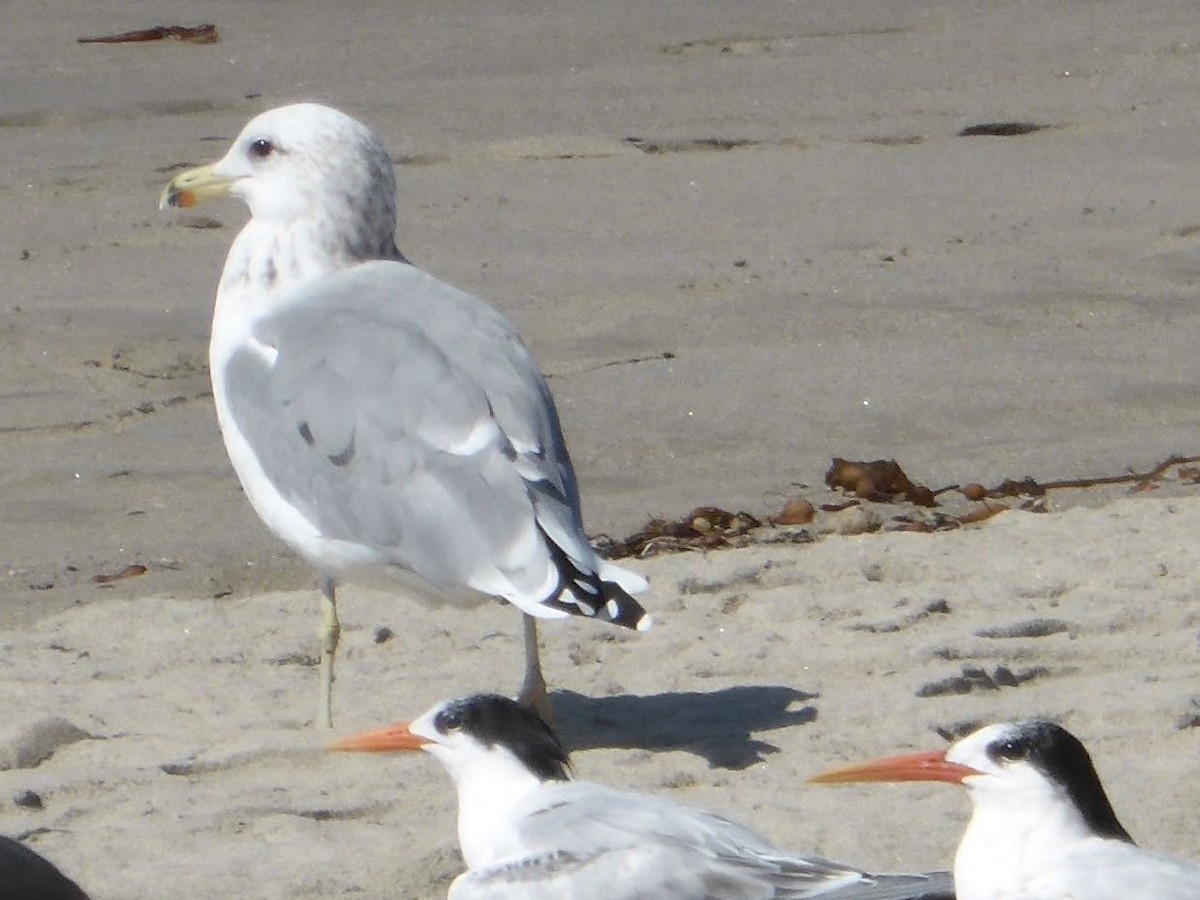 California Gull - ML616584895