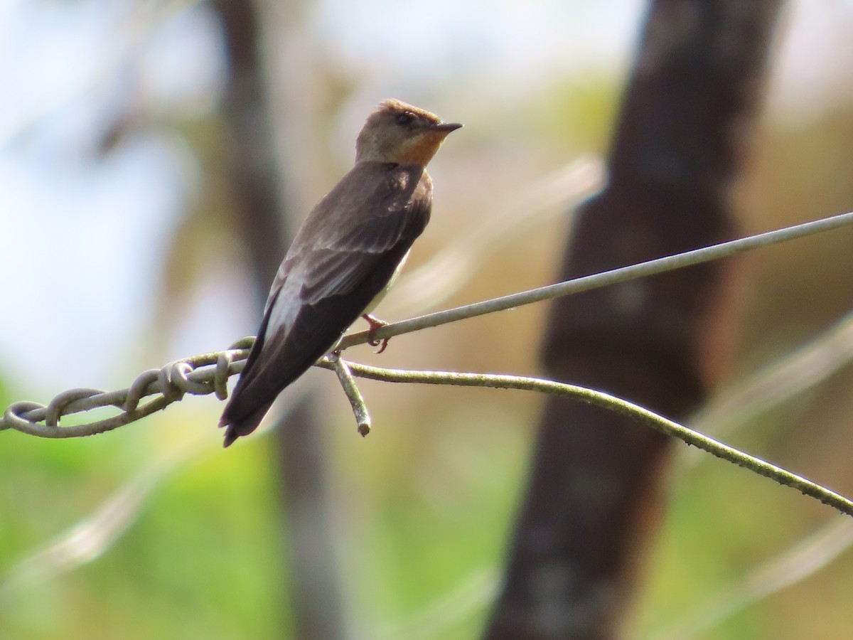 Southern Rough-winged Swallow - ML616584934