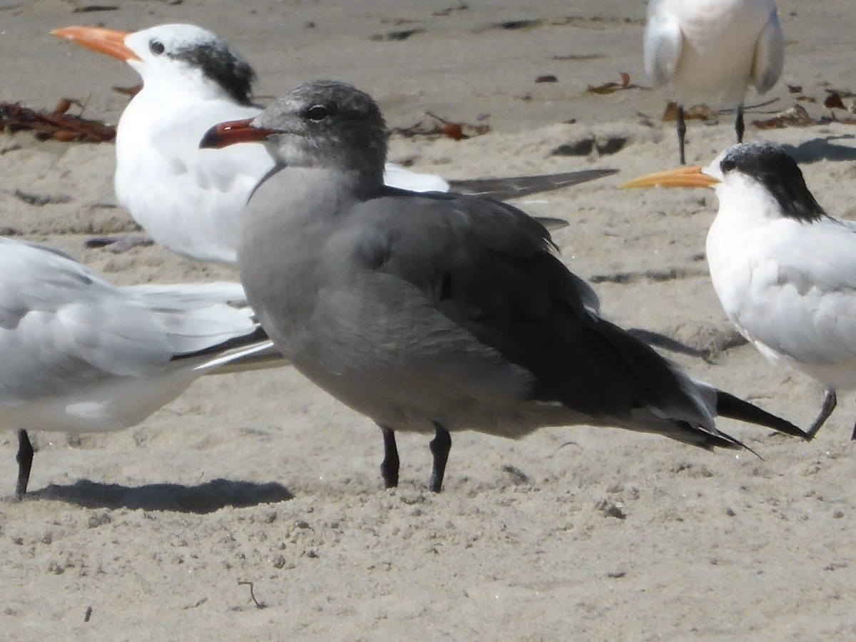 Heermann's Gull - ML616584936