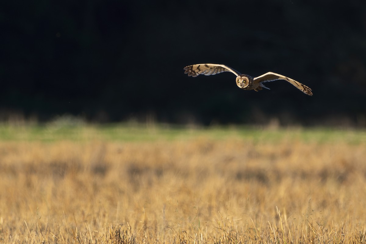 Short-eared Owl - ML616584980