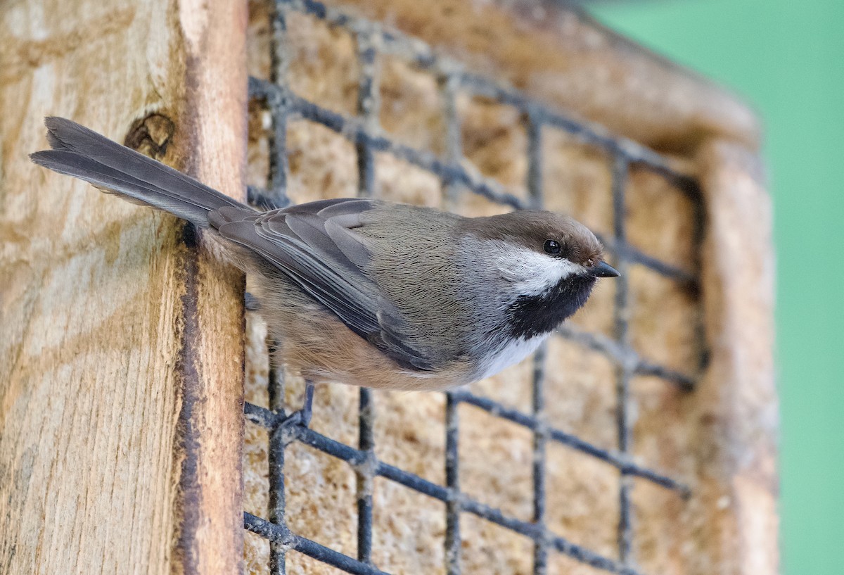 Boreal Chickadee - ML616584996