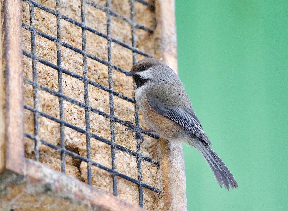 Boreal Chickadee - ML616584998