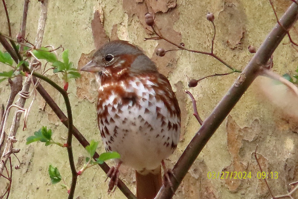 Fox Sparrow - ML616585033