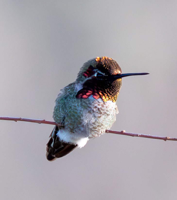 Anna's Hummingbird - Richard Moss