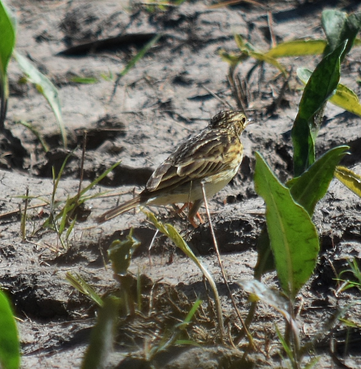 Yellowish Pipit - andres ebel