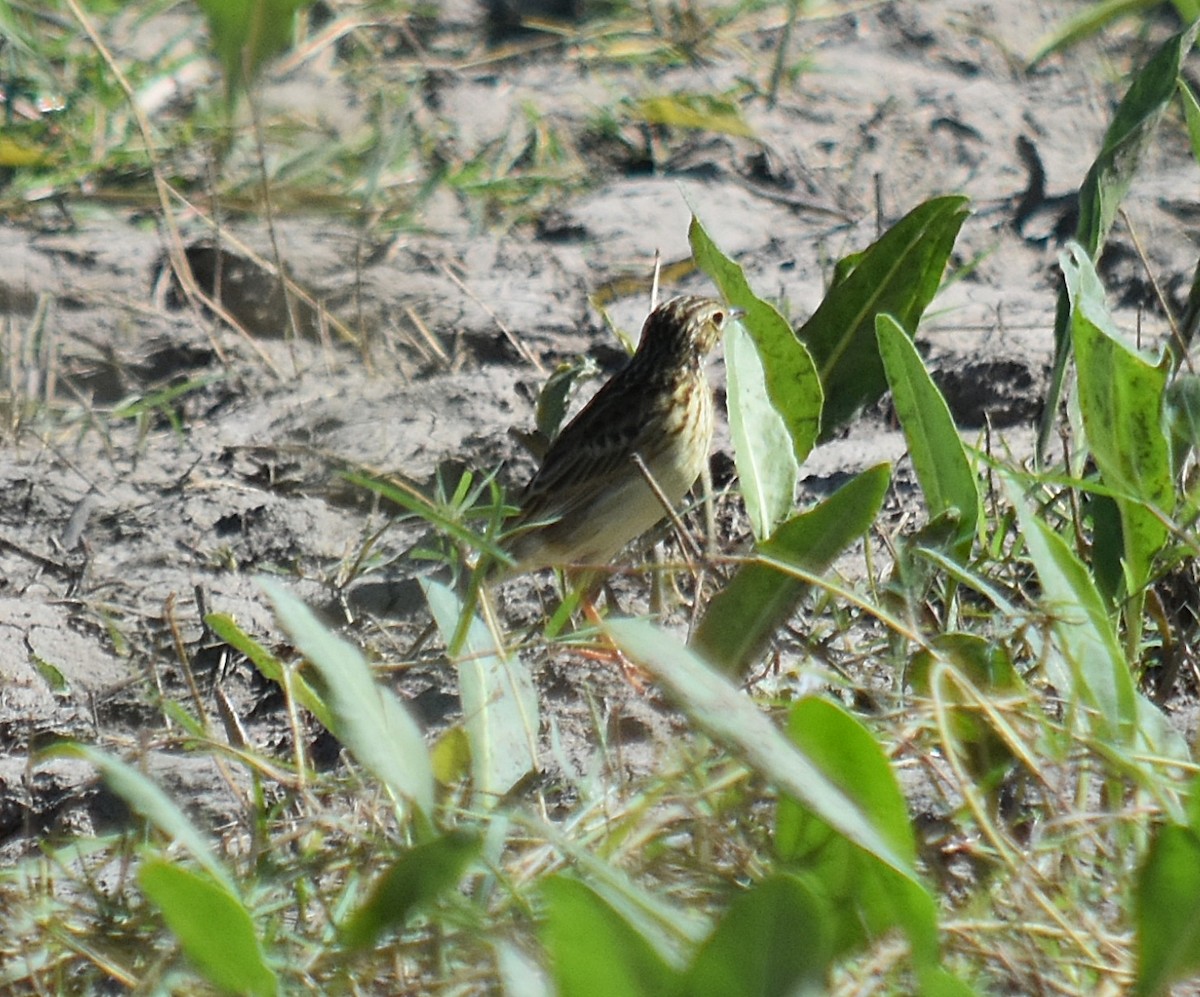 Yellowish Pipit - andres ebel