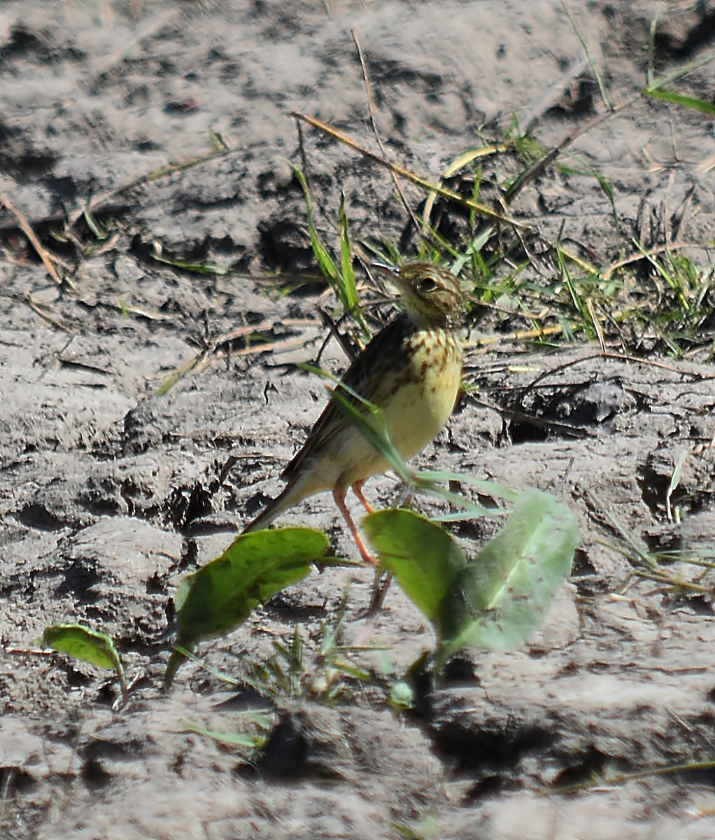 Yellowish Pipit - andres ebel