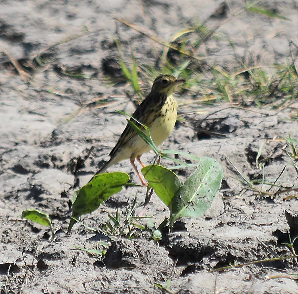 Yellowish Pipit - andres ebel