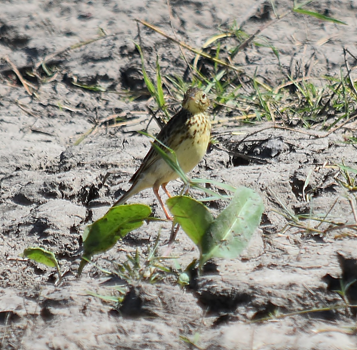 Yellowish Pipit - andres ebel