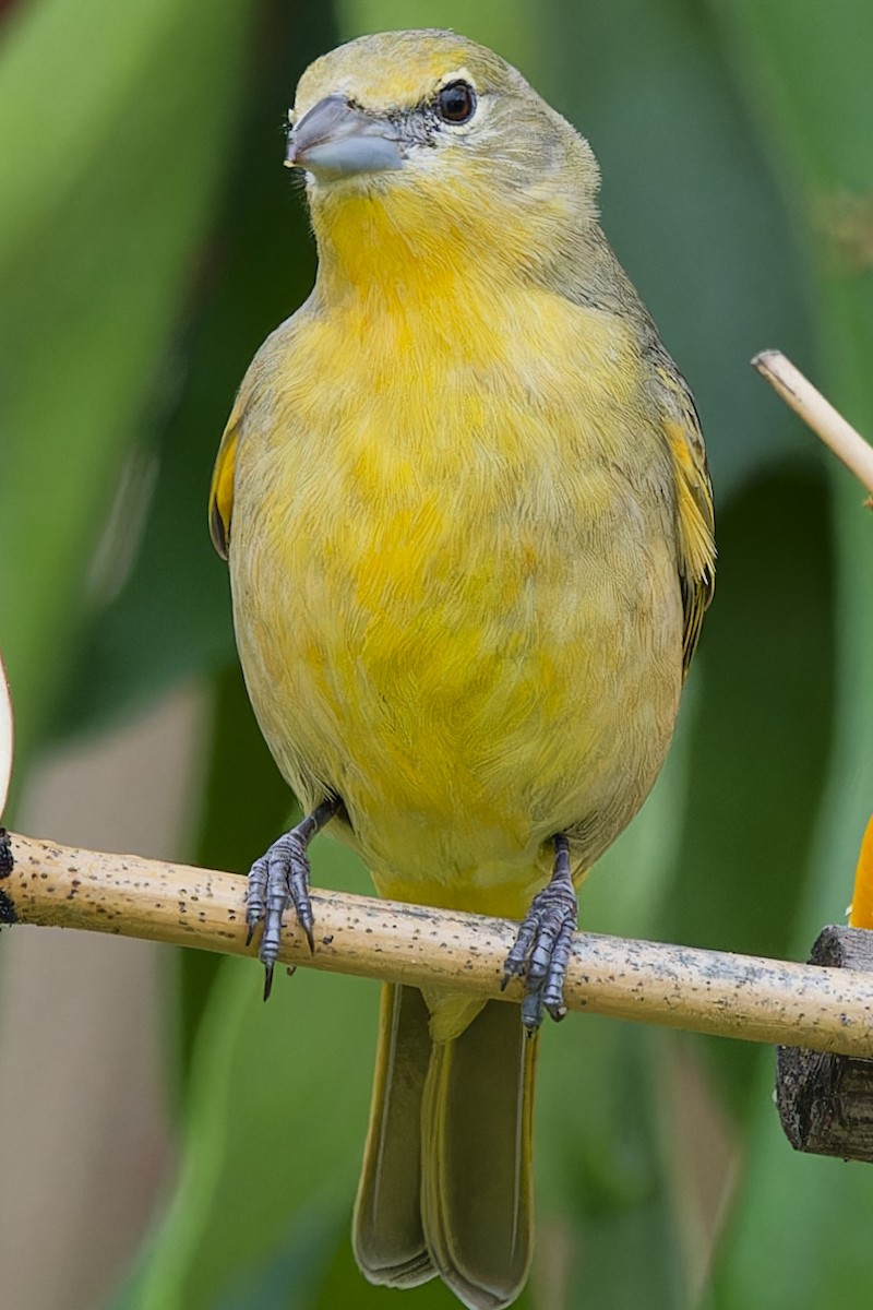 Hepatic Tanager - Gustavo Acerenza