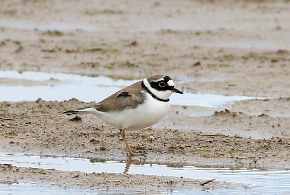 Little Ringed Plover - ML616585213