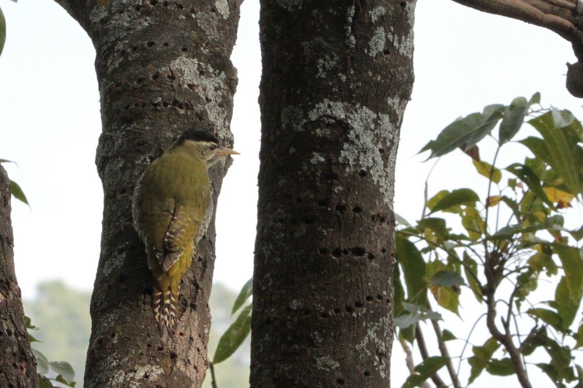 Scaly-bellied Woodpecker - Marc Gálvez