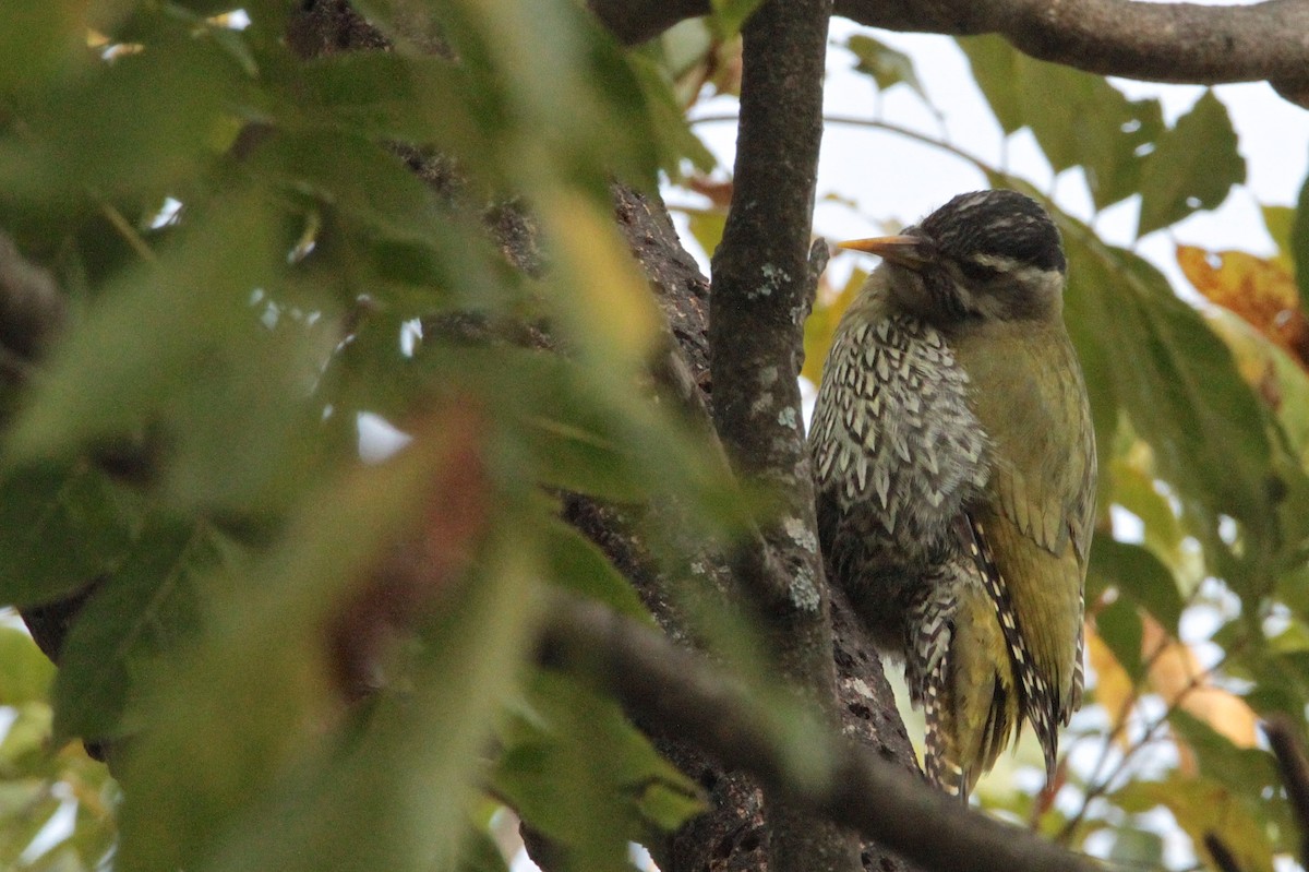 Scaly-bellied Woodpecker - ML616585228