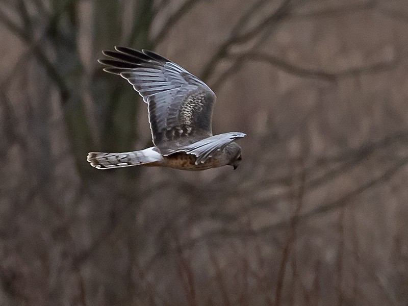 Northern Harrier - Wade & Melissa Rowley