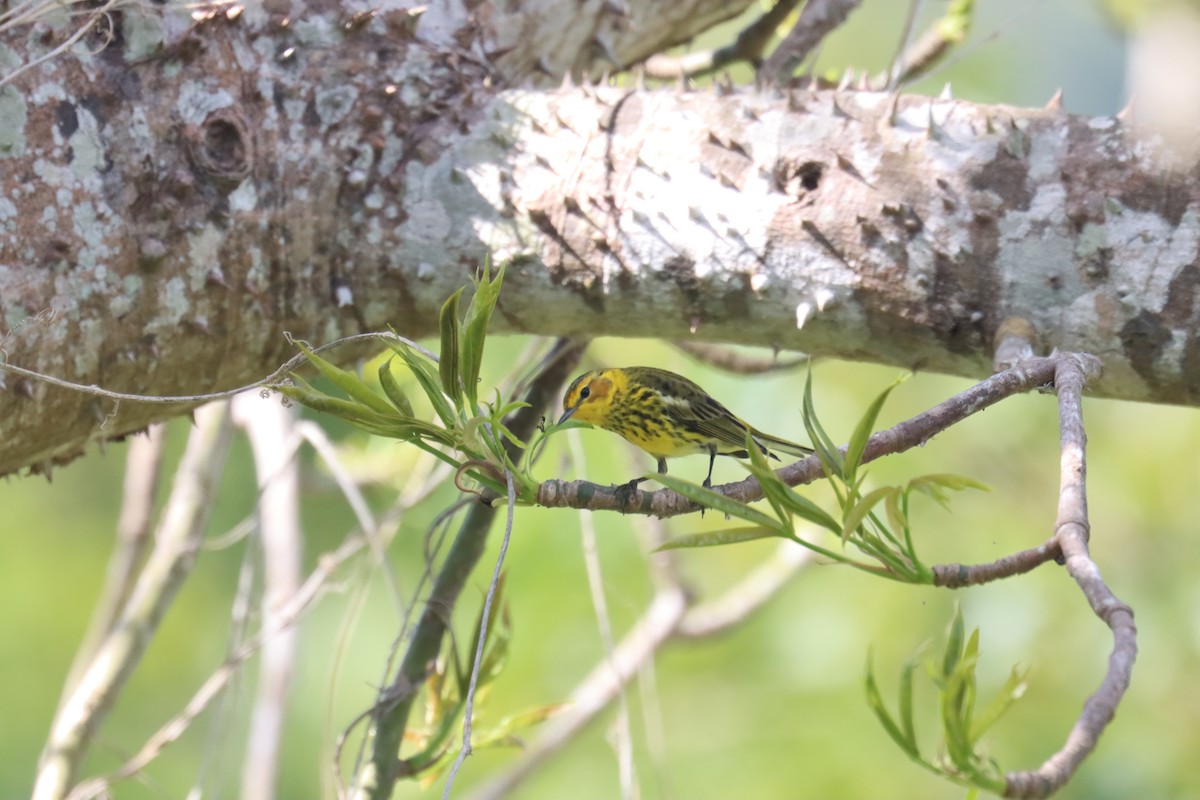 Cape May Warbler - ML616585294