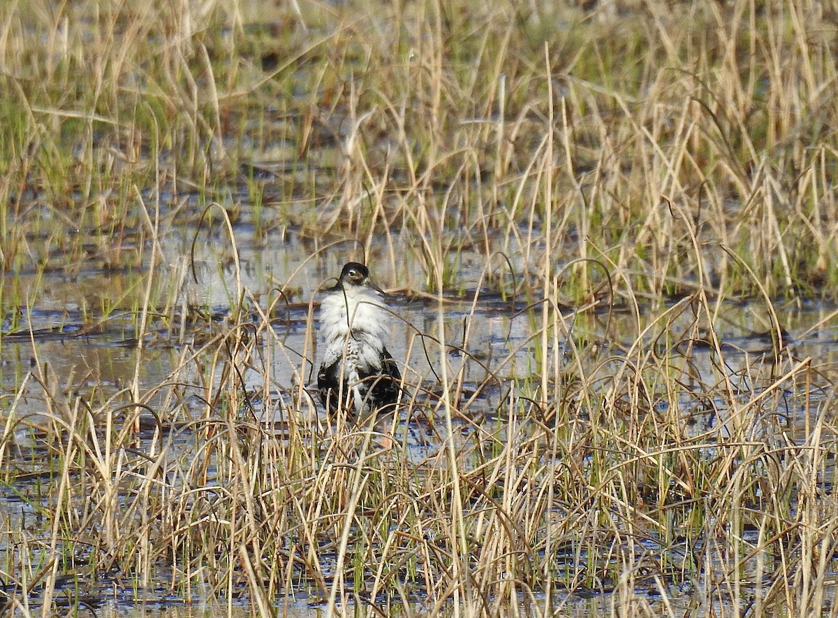 Combattant varié - ML616585312