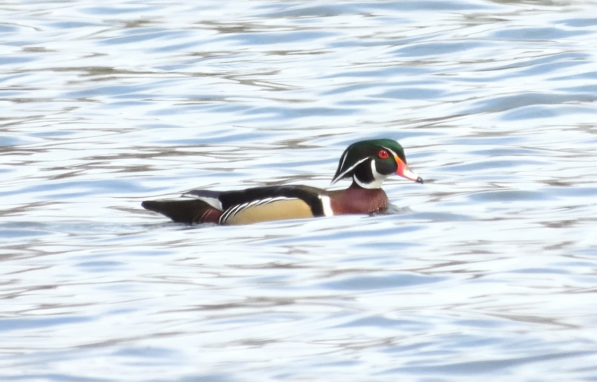 Wood Duck - ML616585428