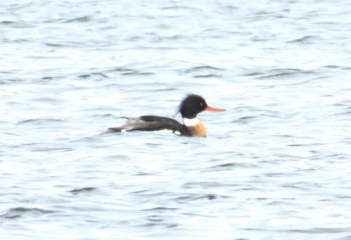 Red-breasted Merganser - ML616585430