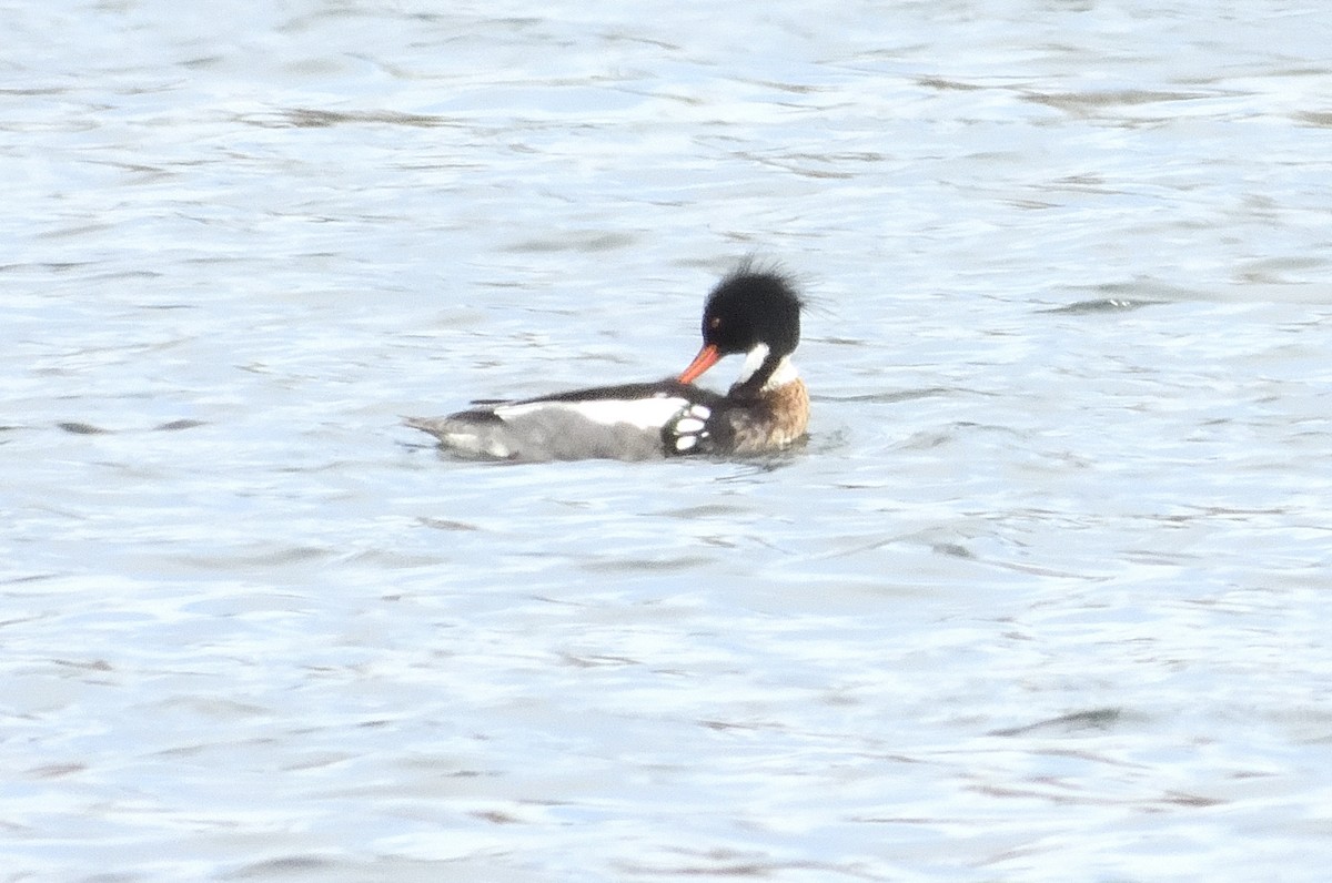 Red-breasted Merganser - ML616585431