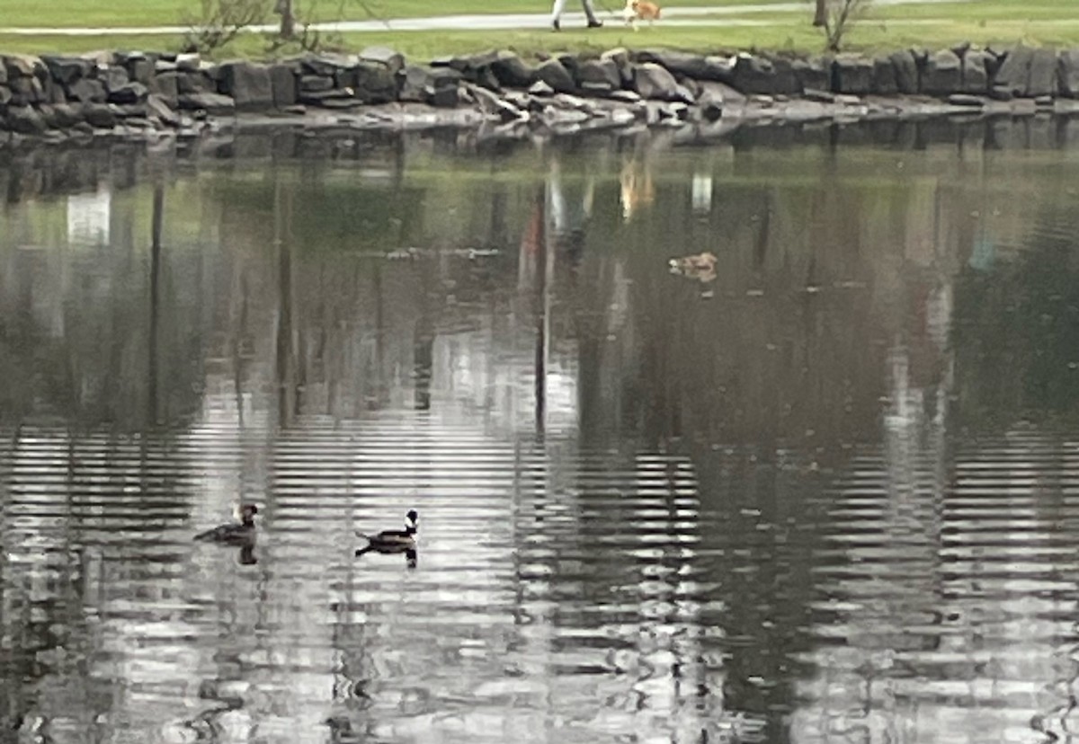 Hooded Merganser - ML616585545