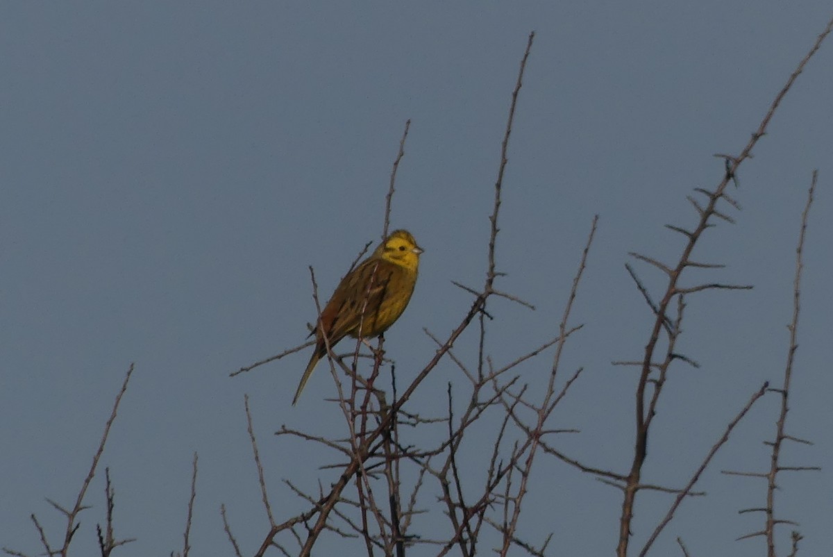 Yellowhammer - Laurent Chevallier