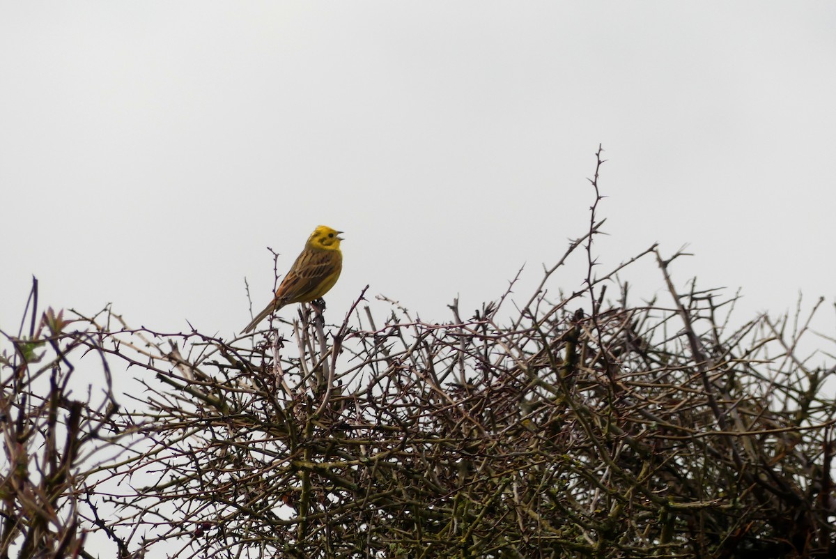 Yellowhammer - Laurent Chevallier