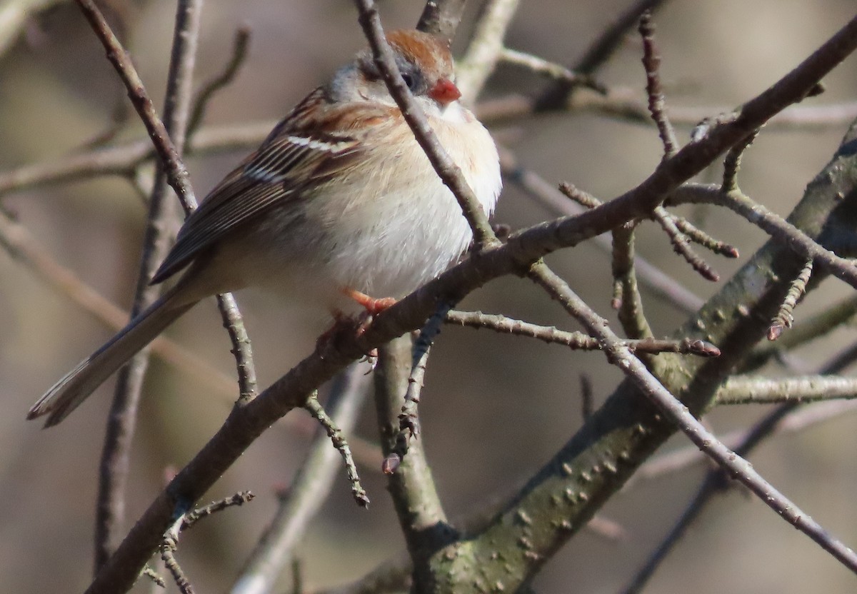 Field Sparrow - ML616585638