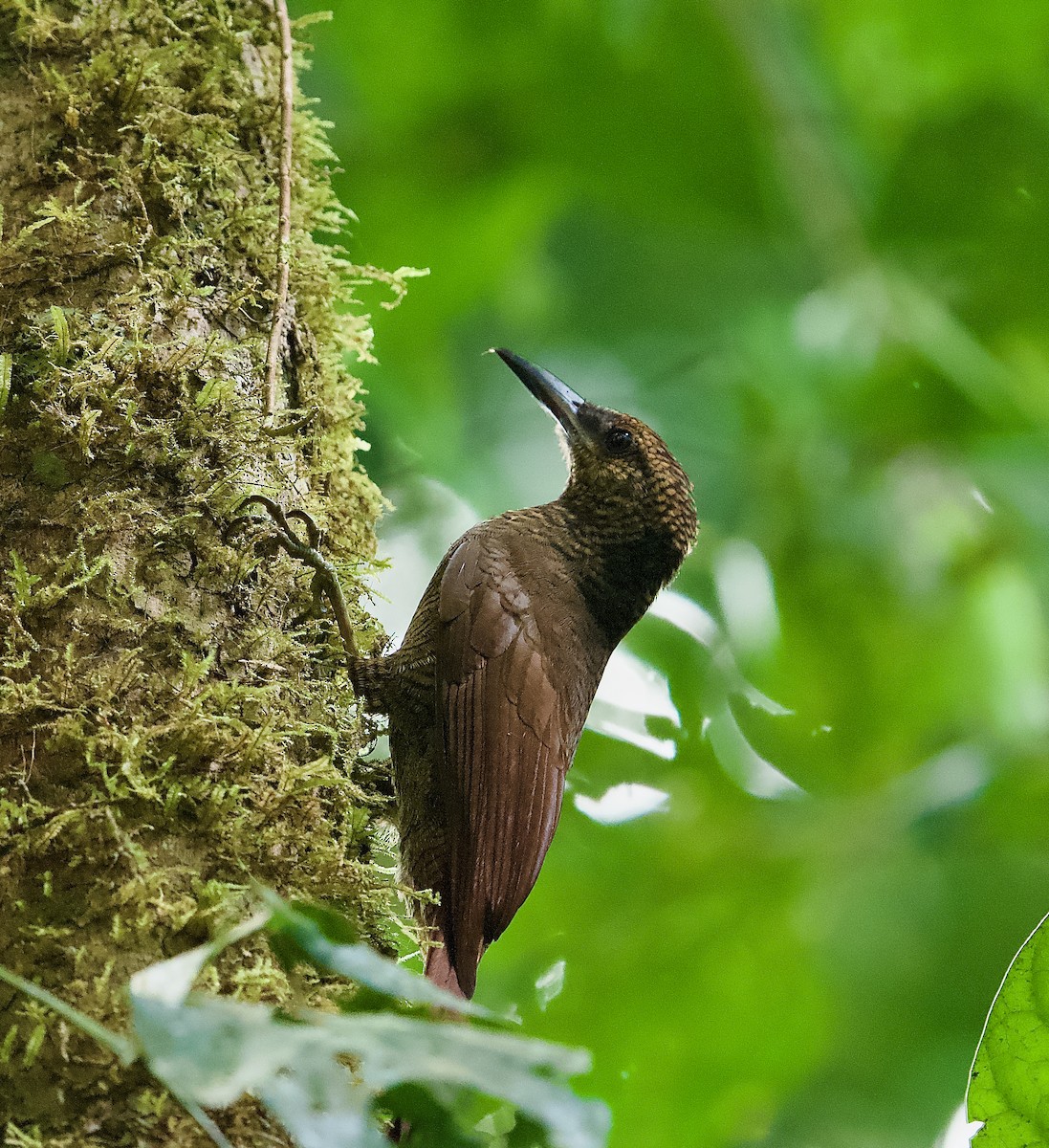 Northern Barred-Woodcreeper - Ken Wright